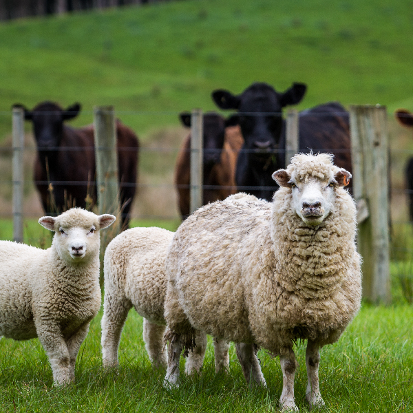 Livestock Insurance